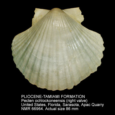 PLIOCENE-TAMIAMI FORMATION Pecten ochlockoneensis.jpg - PLIOCENE-TAMIAMI FORMATION Pecten ochlockoneensis Mansfield,1932